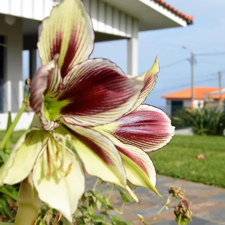 Reis Gaula * Santa Cruz (Madeira)