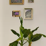 Reis Gaula Holiday home Santa Cruz (Madeira)