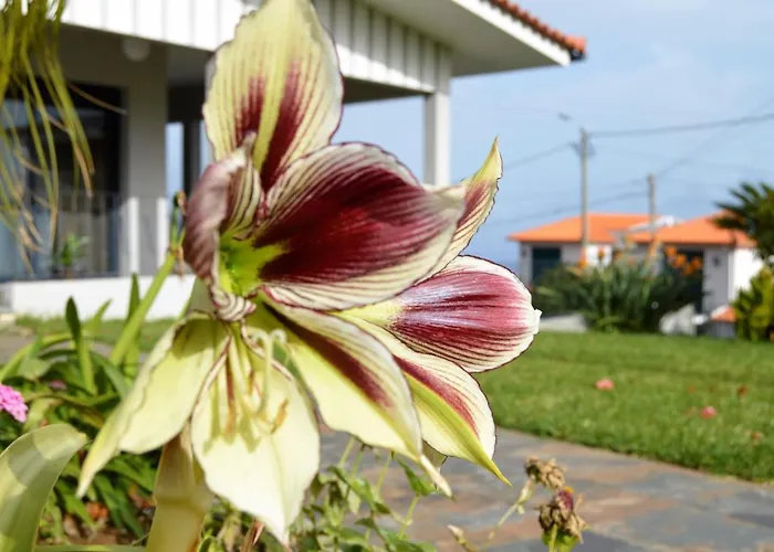 Reis Gaula * 산타 크루즈